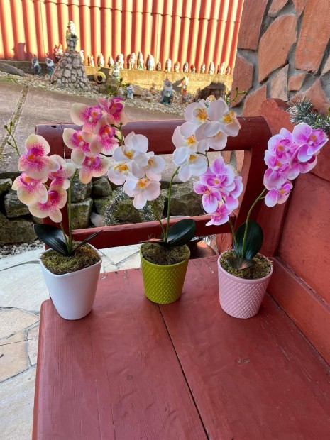 Gynyr gondozsmentes Orchidek Orchidea 