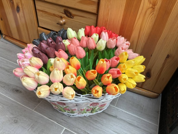 Gynyr habgumi tulipn tulipnok mvirg