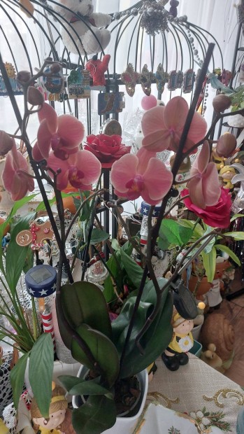 Gynyr hatalmas orchidek eladak 