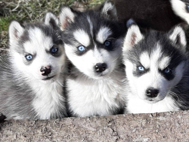 Gyönyörű kékszemű szibériai husky eladó kölykök