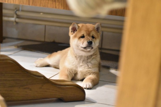 Gynyr macis Shiba Inu fi gazdijt keresi