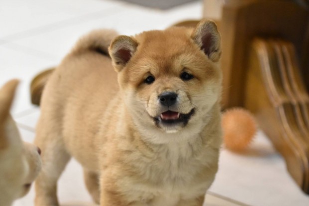 Gynyr macis, mosolygs Shiba Inu fi gazdijt keresi