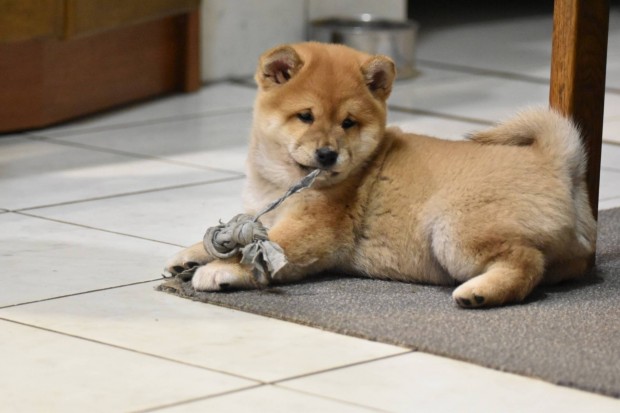 Gynyr macis, mosolygs Shiba Inu fi gazdijt keresi