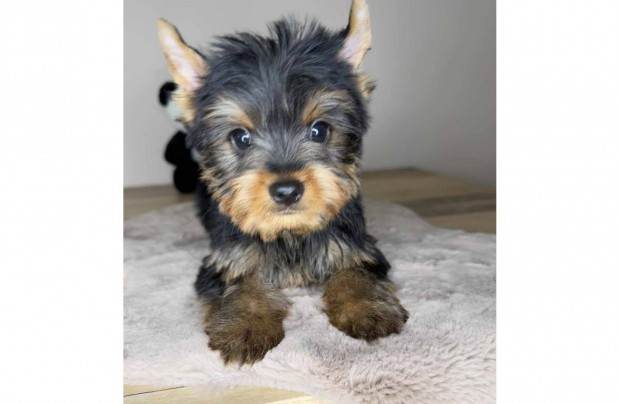 Gyönyörű mini Yorkshire terrier, yorki kiskutyák eladók!