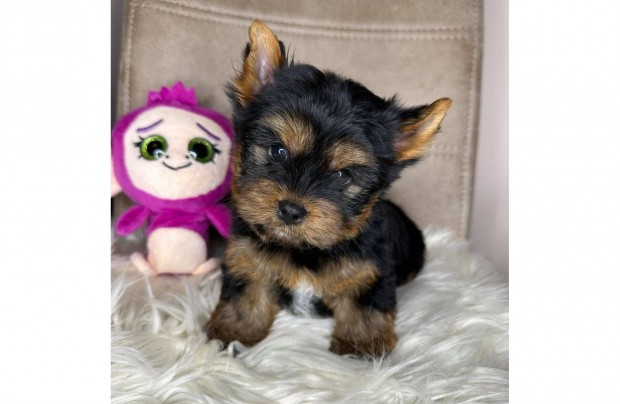 Gynyr minsgi mini yorki , yorkshire terrier kiskutyk !