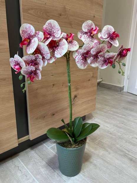 Gynyr nagymret gondozsmentes Orchidea kermia kasp