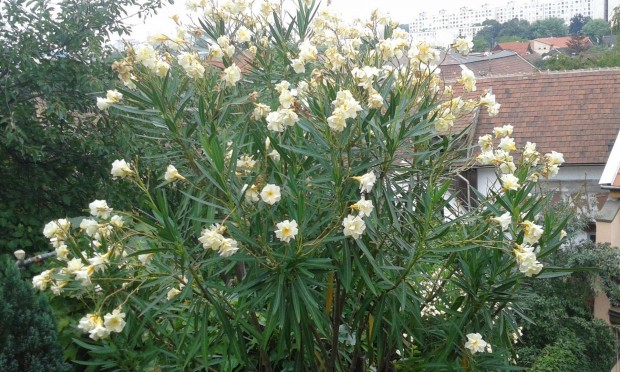 Gynyr oleander