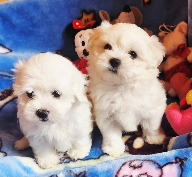 Gyönyörű szép Bichon Havanese kis méretű kisfiúk eladók !