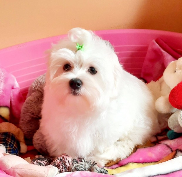 Gynyr szp hfehr Bichon Havanese kisfi kiskutyk eladk