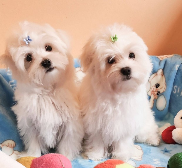 Gynyr szp hfehr Bichon Havanese kiskutyk eladk