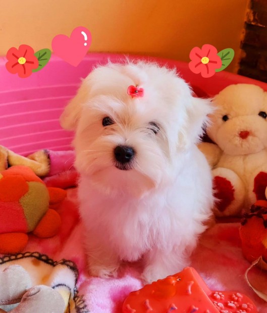 Gynyr szp hfehr Bichon Havanese kislny kutyus tlevllel