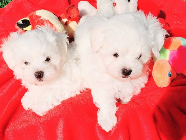 Gyönyörű szép hófehér Bichon Havanese kislányok