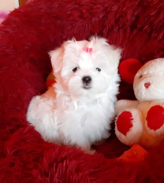 Gynyr szp hfehr kismret Bichon Havanese kiskutyk eladk