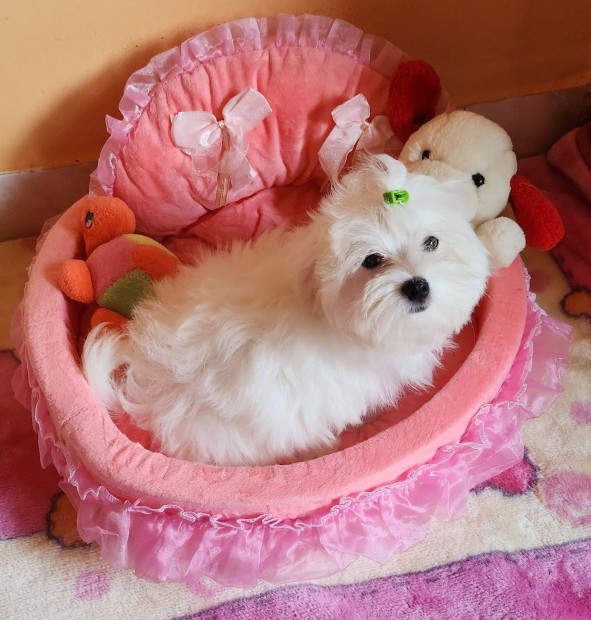 Gynyr szp hfehr kismret Bichon Havanese kiskutyk eladk