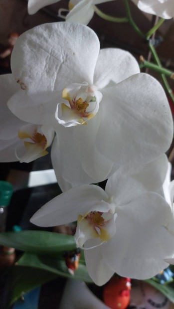Gynyr szp orchidek eladak 