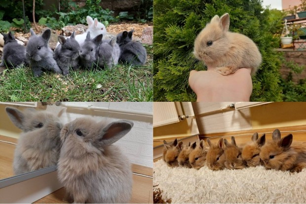 Gyönyörű törpenyúl elvihető, nagy választékban