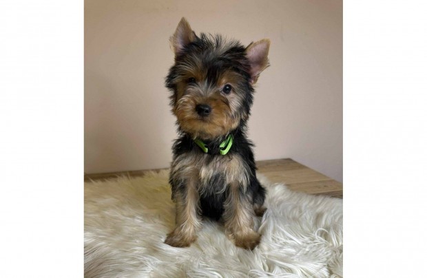 Gyönyörű yorki, yorkshire terrier fiú kiskutyák eladók!