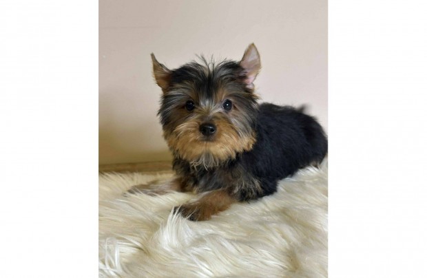 Gyönyörű yorki, yorkshire terrier kislány eladó!