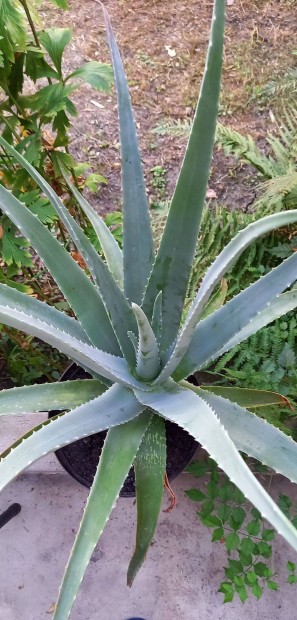 Gynyren kinevelt egszsges kb.10 ves Aloe Vera