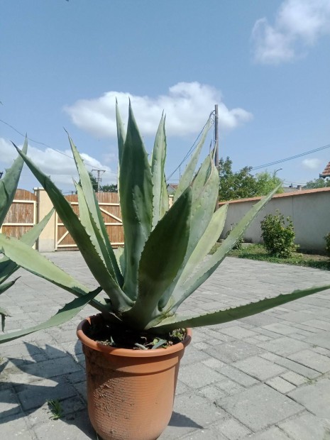 Gynyr agave