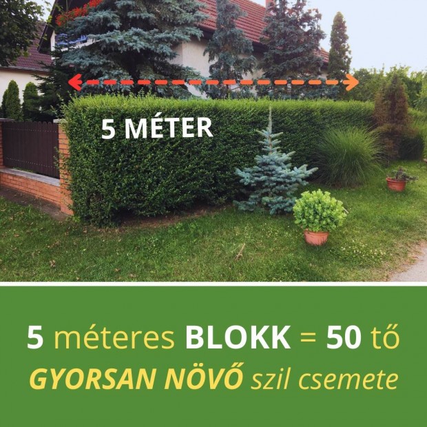 Gyorsan nv szil blokk (5 mterre)