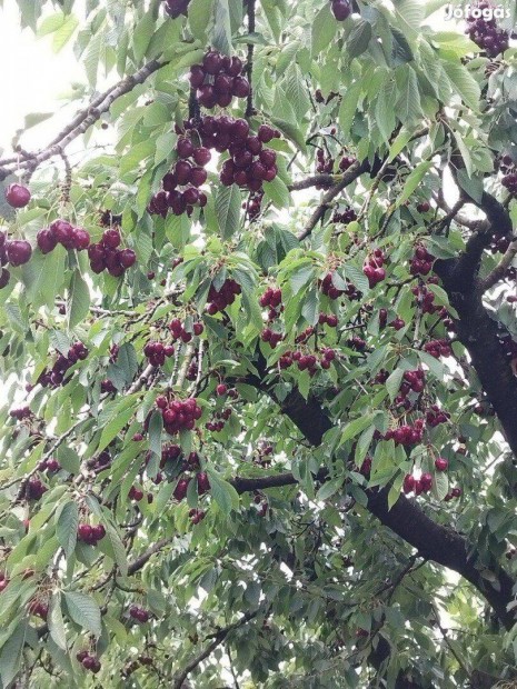 Gy�m�lcs�s az osztr�k hat�r k�zel�ben Szombathely hat�r�t�l 300.M.-re