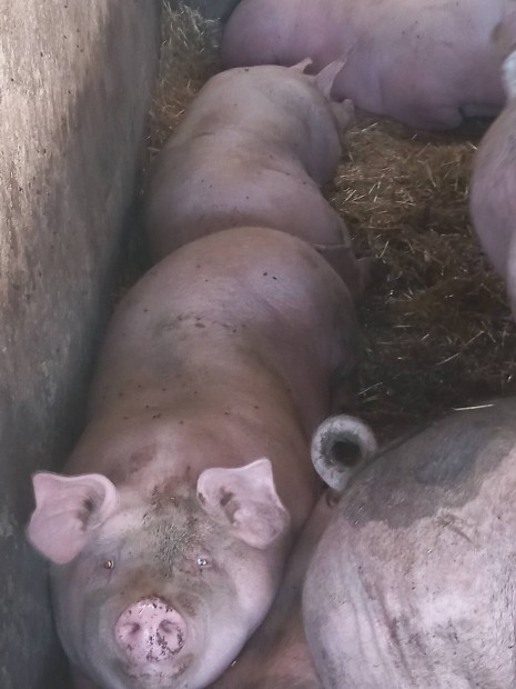 Hz� elad� Fegyverneken 