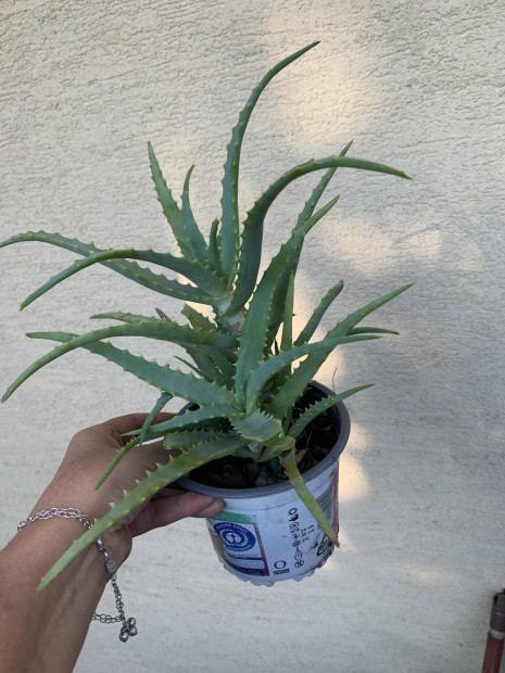 Hagyomnyos aloevera Gygynvny