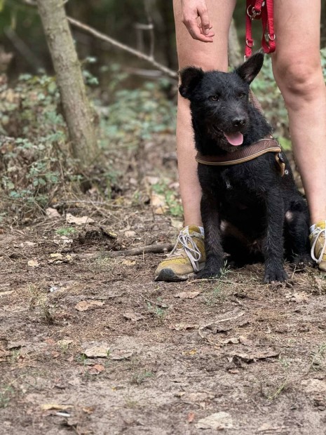 Hanky 10 hnapos shar pei/puli keverk ivartalan kan