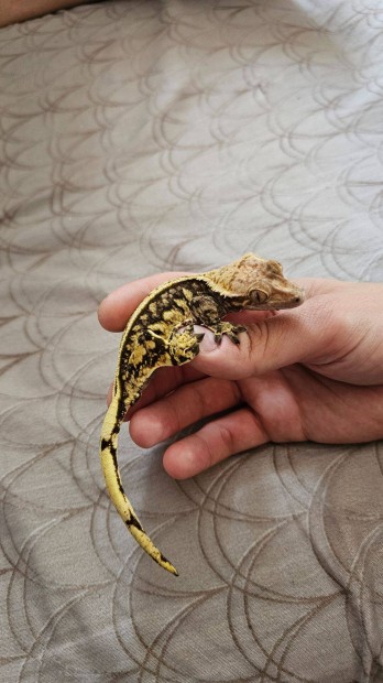 Harlequin Vitorlásgekkó nőstény