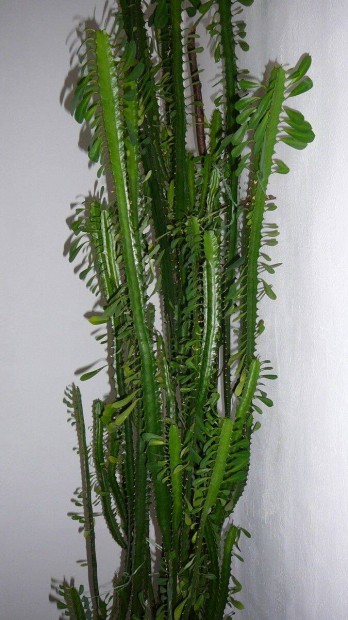 Hroml kutyatej (Euphorbia trigona) elad