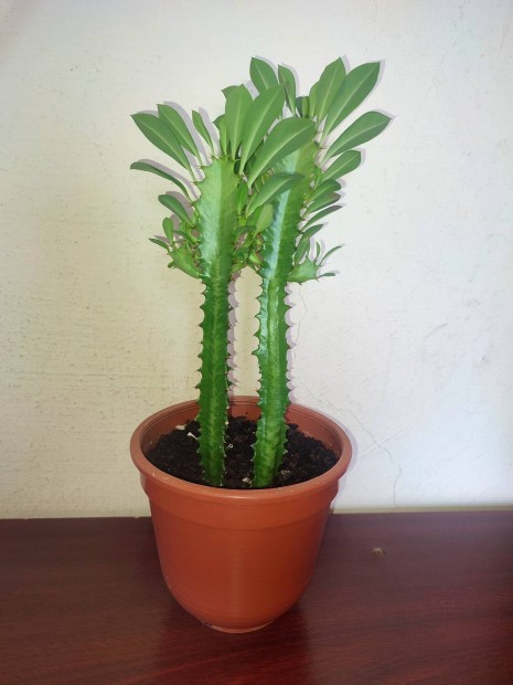 Háromélű kutyatej szobanövény (Euphorbia Trigona)