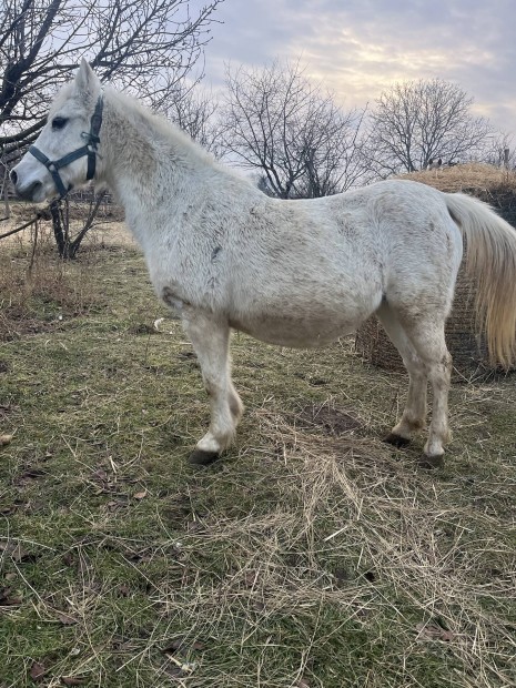 Hasas kanca poni 