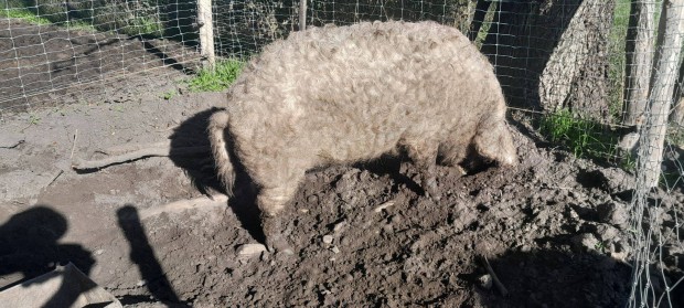 Hasas mangalica koca