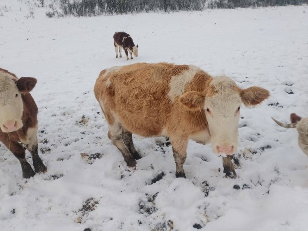 Hasas teh�n elad�