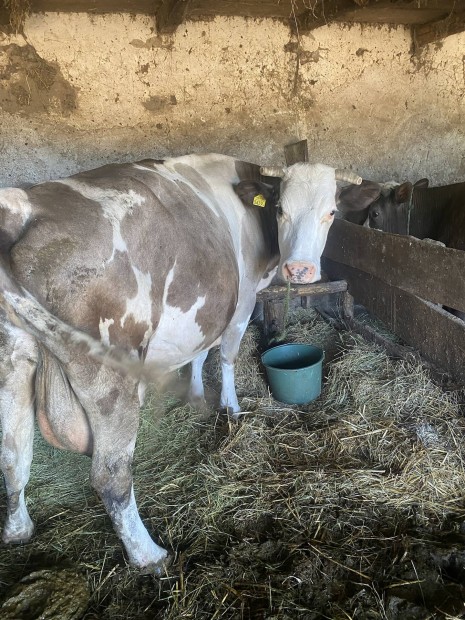 Hasas tehén eladó vagy csere vágó tehén vagy borjú