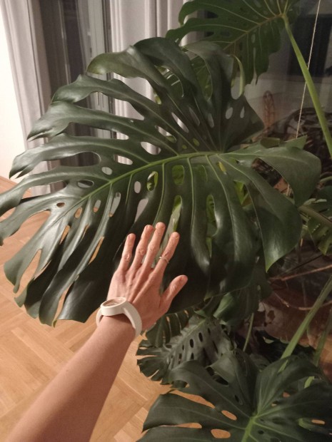 Hatalmas Monstera