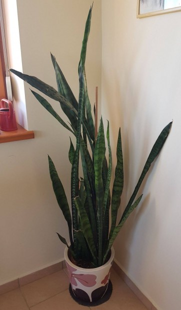 Hatalmas ( 150+ cm ! ), ds anysnyelv ( Sansevieria )