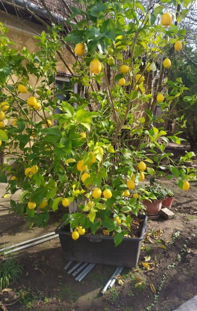 Hatalmas citromfa
