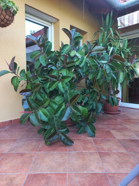 Hatalmas szobafikusz - Ficus Elastica 'Robusta'