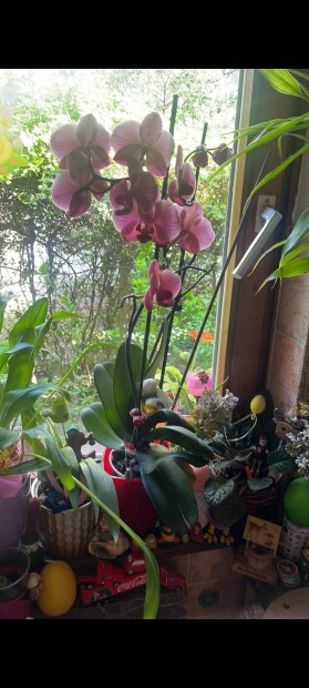 Hatalmas virg orchidea elad 