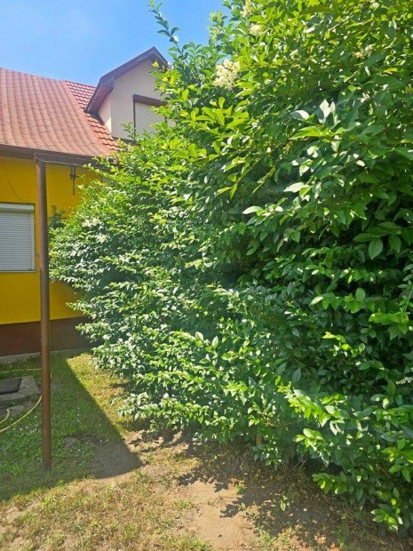 Hatvan utcai kertben fel�j�tand�, vagy lebontand� csal�di h�z Elad�!
