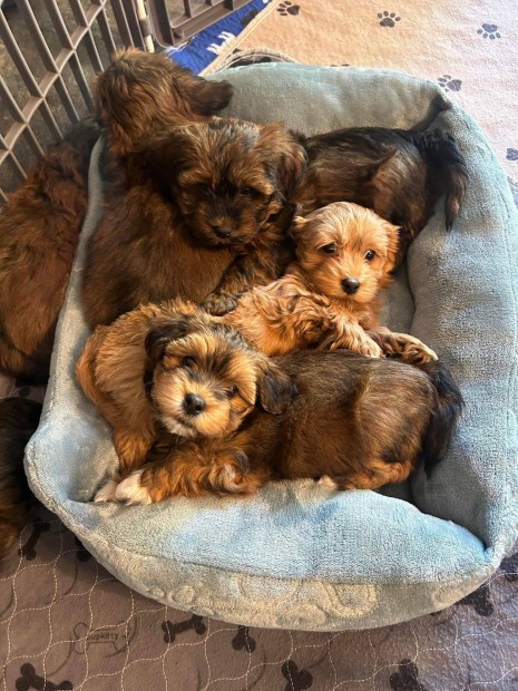 Havanese Yorki jelleg kiskutyk ingyen