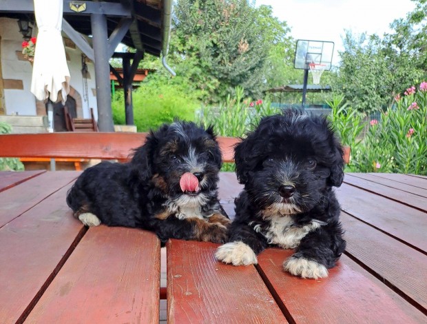 Havapoo Bichonpoo (Havanese  Trpe Uszkr)