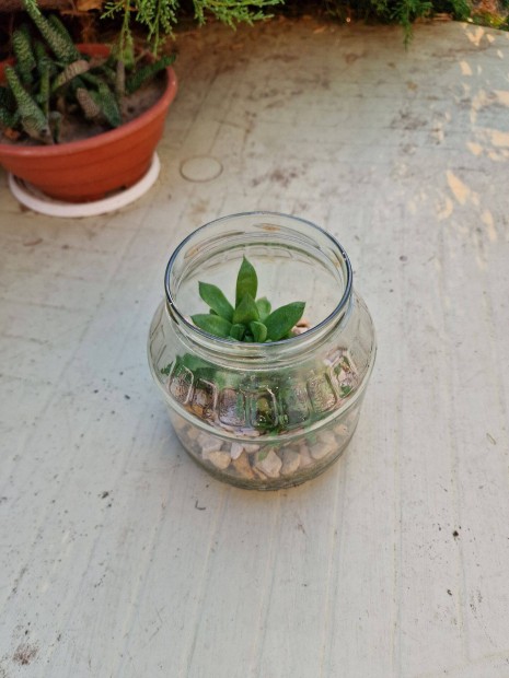 Haworthia cymbiformis (Csónakos szemölcsliliom) "befőtt"