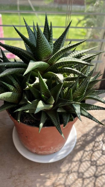 Haworthia limifolia rengeteg hajtással