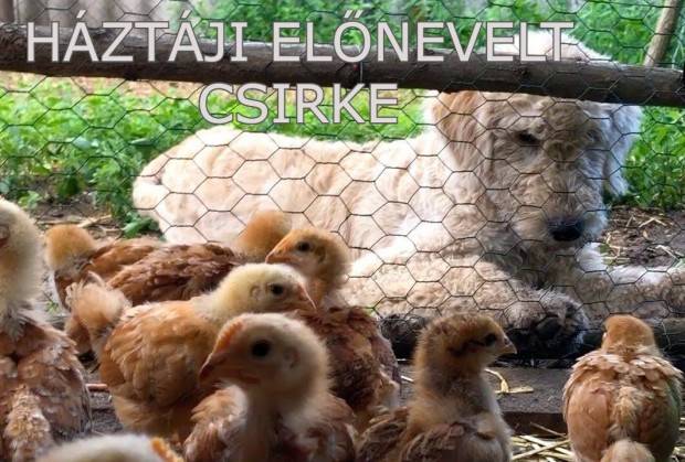 Elonevelt Csirke Jaszbereny
