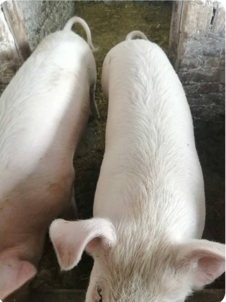 H�zt�ji hiz� elad� 