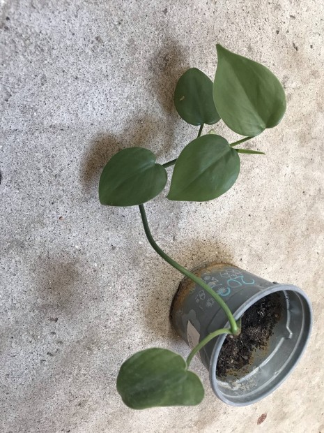 Heartleaf philodendron