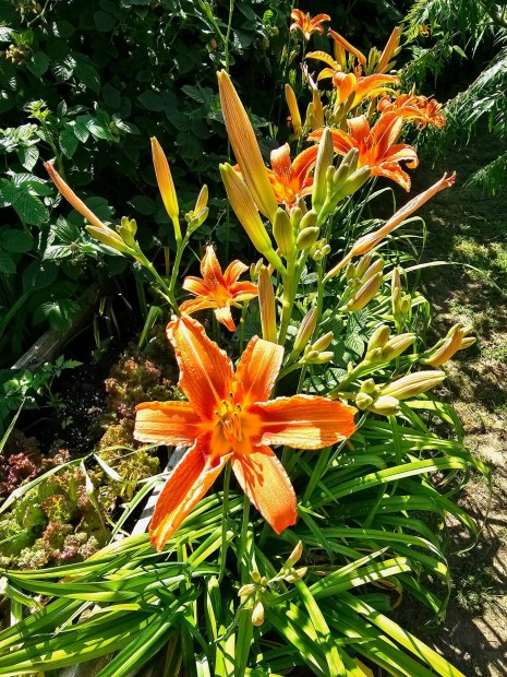 Hemerocallis fulva (Vöröslő sásliliom) konténeres növények, Sás liliom